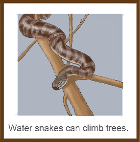 A water snake climbing in a tree